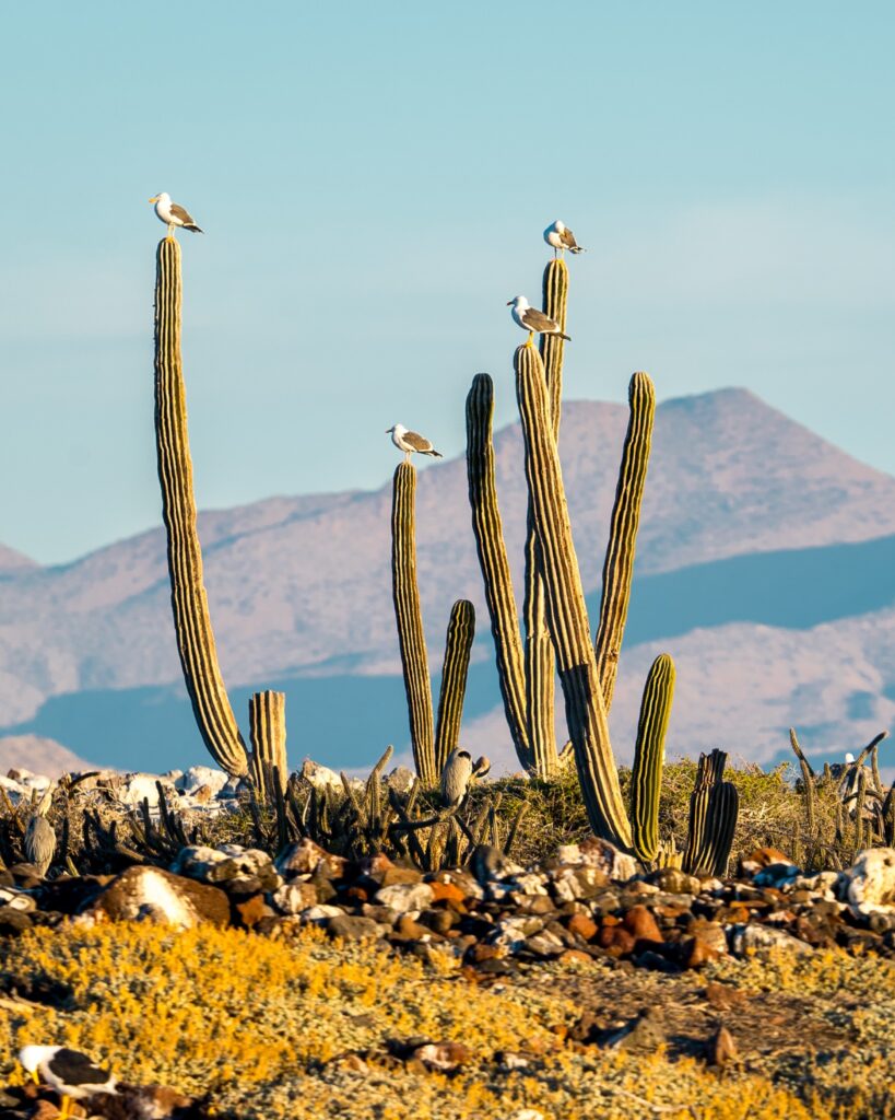 Baja California Sur se convierte en una galería de arte con ABC Art Baja California 2026