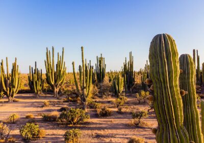 What to do and what tourist attractions should you visit in Sonora, Mexico, in 2026?