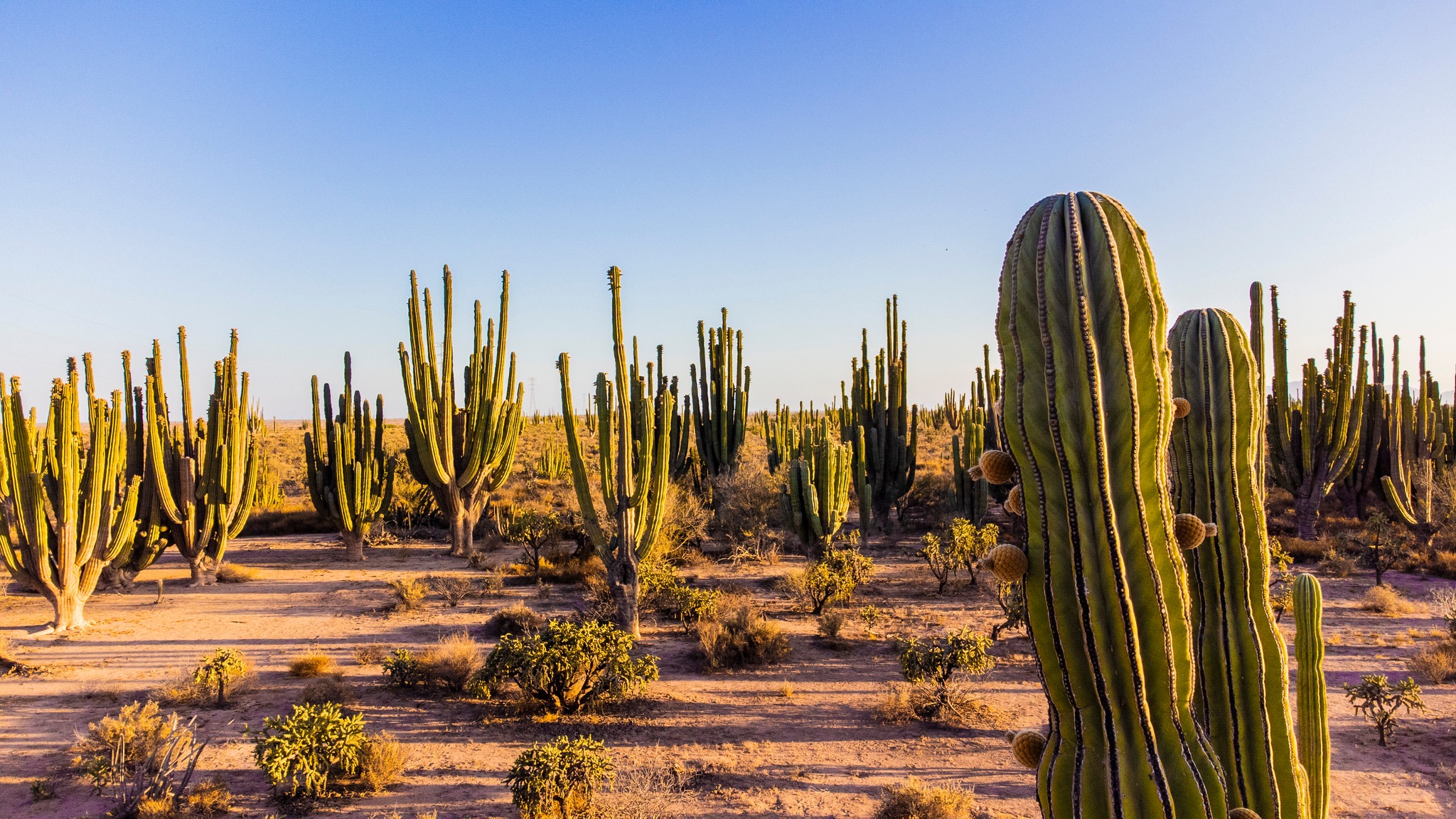 ¿Qué hacer y qué lugares turísticos debes conocer en Sonora, México, este 2026?