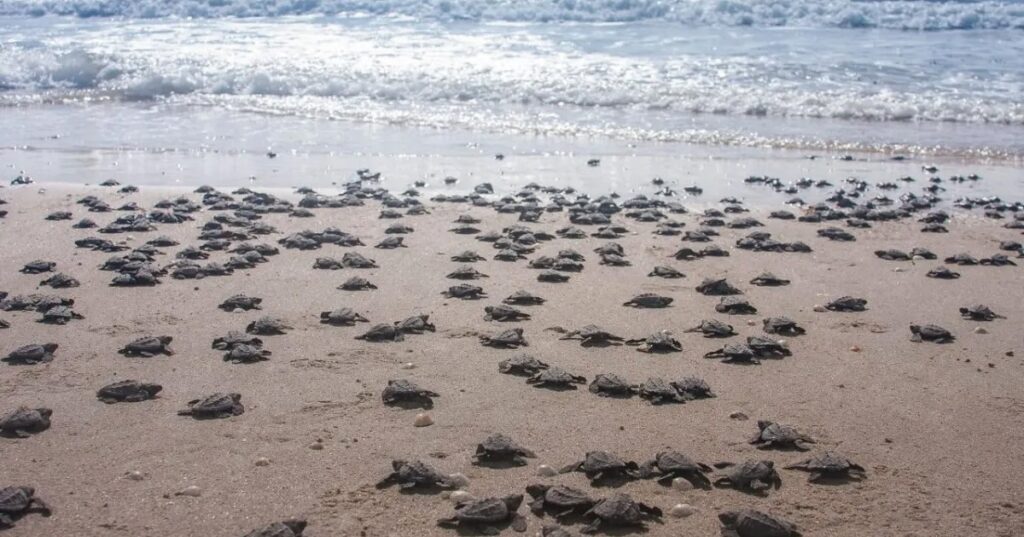 ¿Cuáles son los principales destinos turísticos de Sinaloa que debes visitar en 2026?